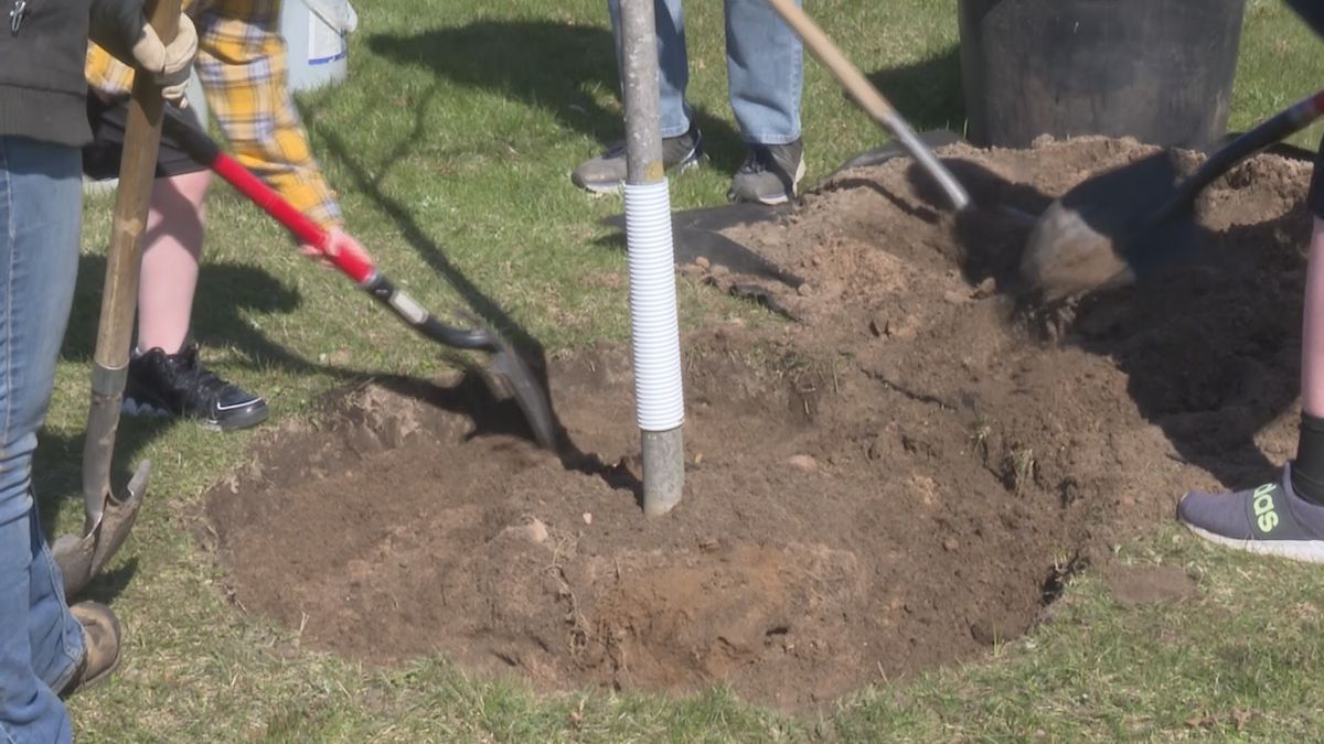 Planting a tree is a popular way to celebrate Arbor Day, but there are more ways to celebrate
