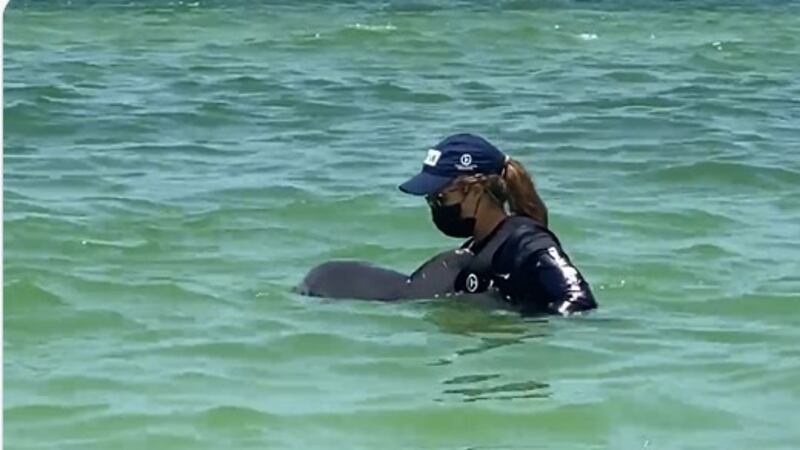 A worker helps a dolphin caught in a crab trap in Clearwater, Florida.
