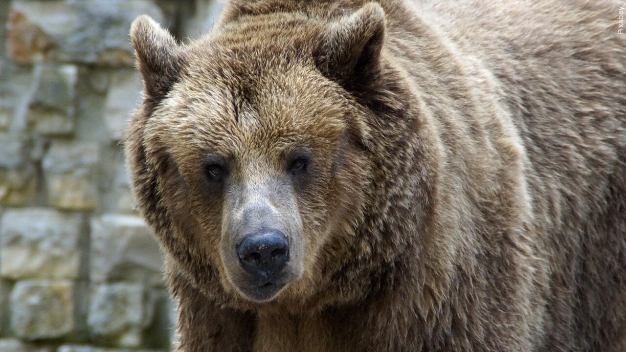 Man survives grizzly bear attack at Grand Teton National Park - Vimarsana News