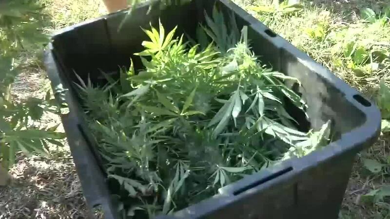 Hemp farm in Oxford