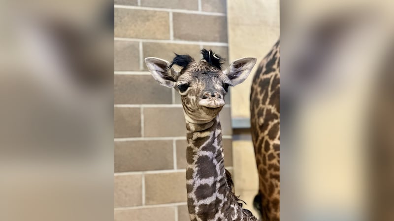 The Sacramento Zoo said mother Shani gave birth to a female giraffe calf.