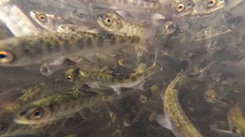 In this photo provided by the California Department of Fish and Wildlife, juvenile Chinook...