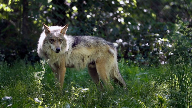 FILE - This May 20, 2019, file photo shows a Mexican gray wolf in Eurkea, Mo. Once on the...