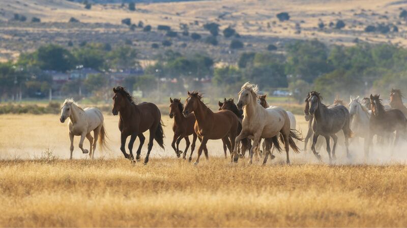 The Bureau of Land Management is offering a $5,000 reward for information that leads to an...