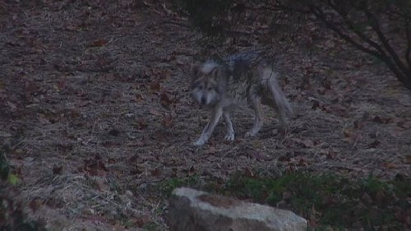 New Wolf Killing Laws in Idaho, Montana Prompt Renewed Push to Restore Wolves’ Federal Safeguards