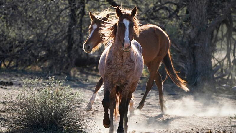 FILE - In this March 10, 2021, file photo, two Salt River wild horses kick up dust as they...