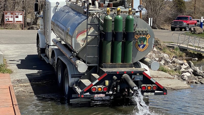 A Fish and Game hatchery truck stocks rainbow trout to provide fishing opportunity to anglers.