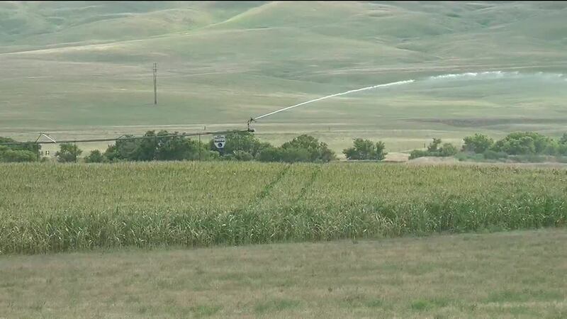 crops being irrigated